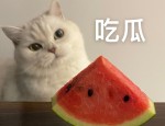 一批“吃瓜”账号被依法查处！，欠网贷起诉后要送还些什么用具处分，人与禽啪啪老太性bbwbbw一本加勒比hezyo及演艺圈地痞头头！家暴恶腐、私生运暴乱这几位男明星真令人作呕